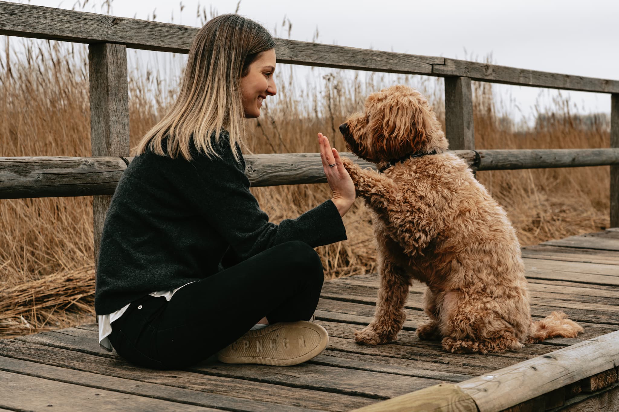 Hundefoto – Aufnahme 17