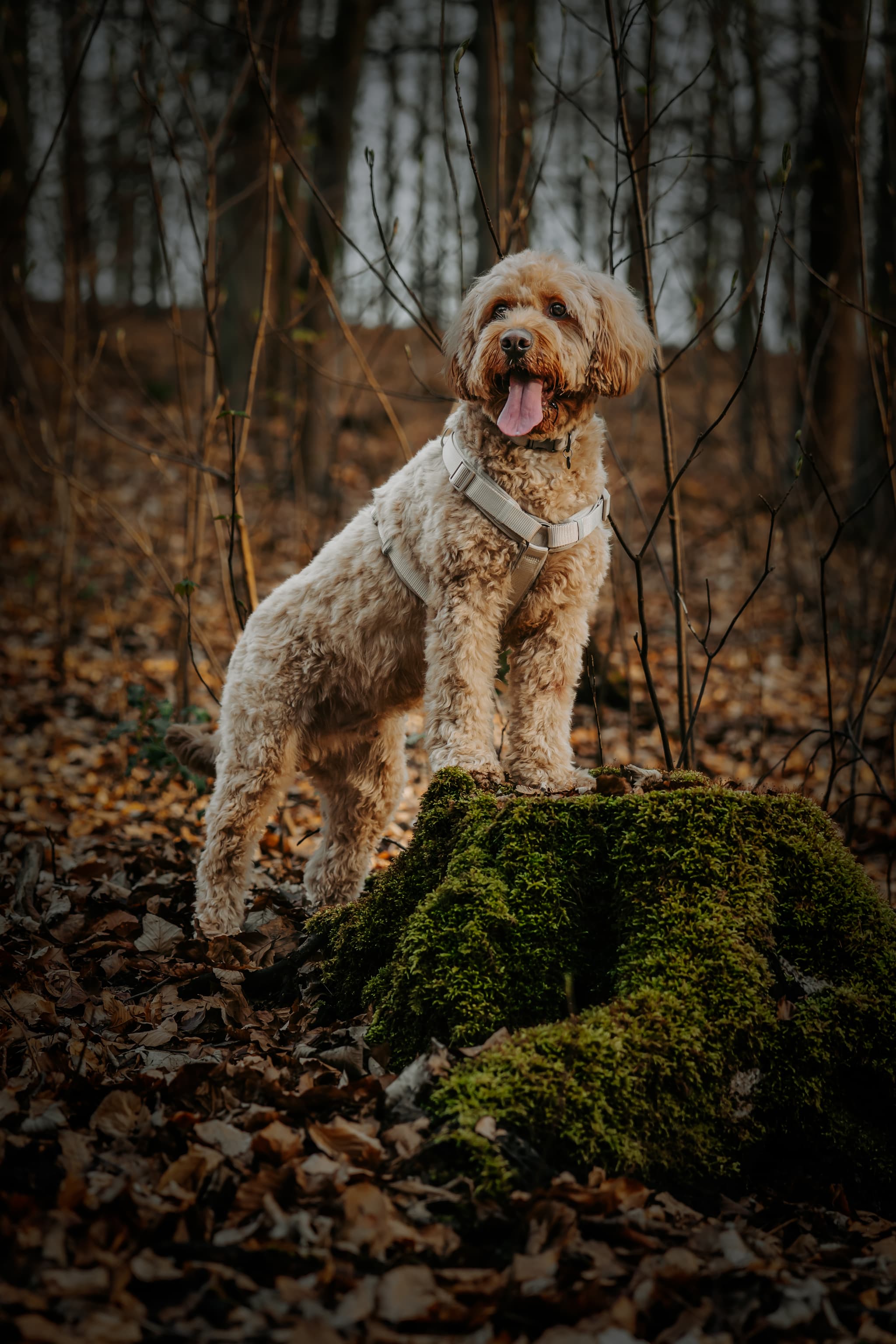 Hundefotoshooting – Portrait