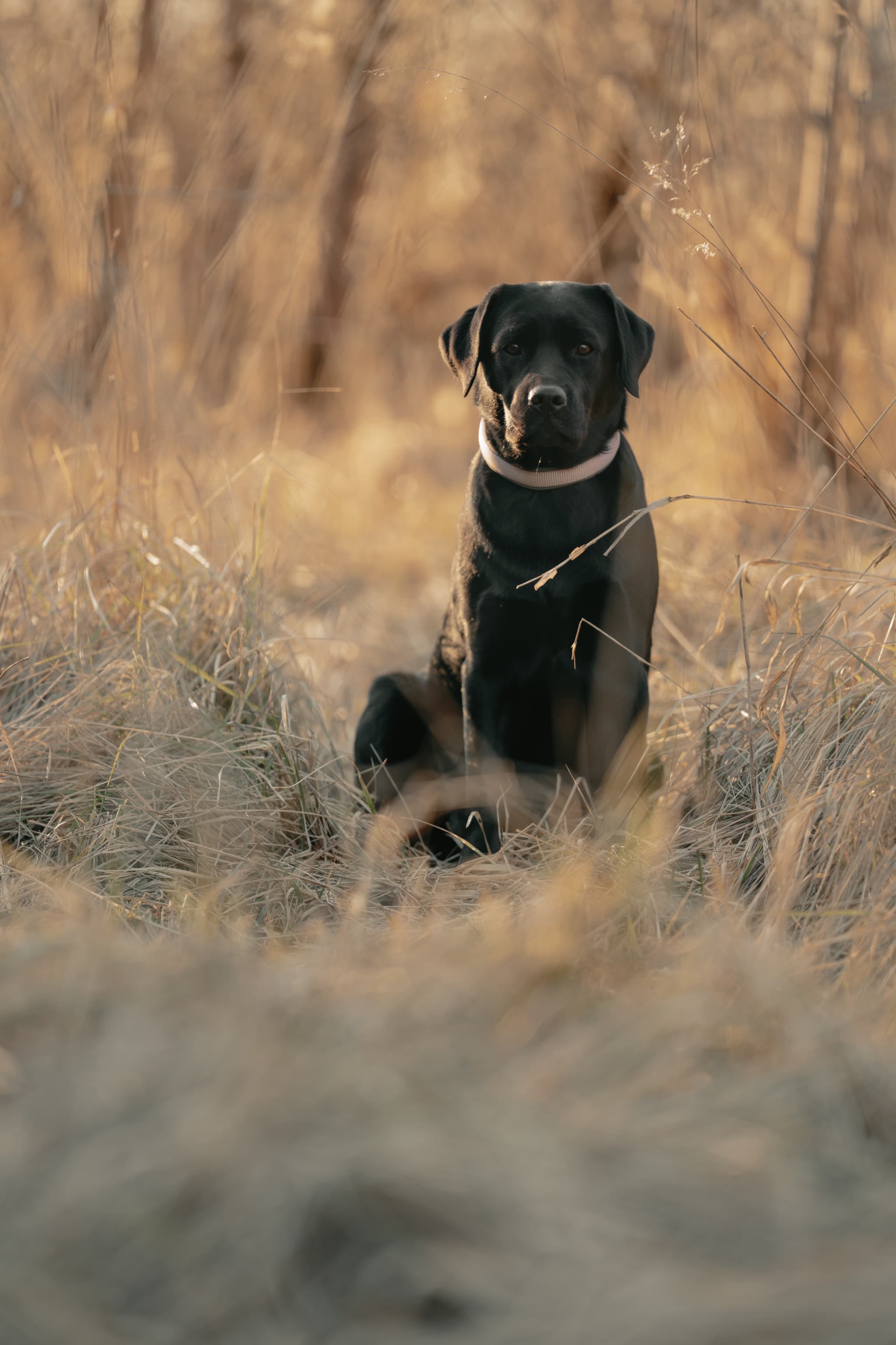 Hundefoto – Aufnahme 10