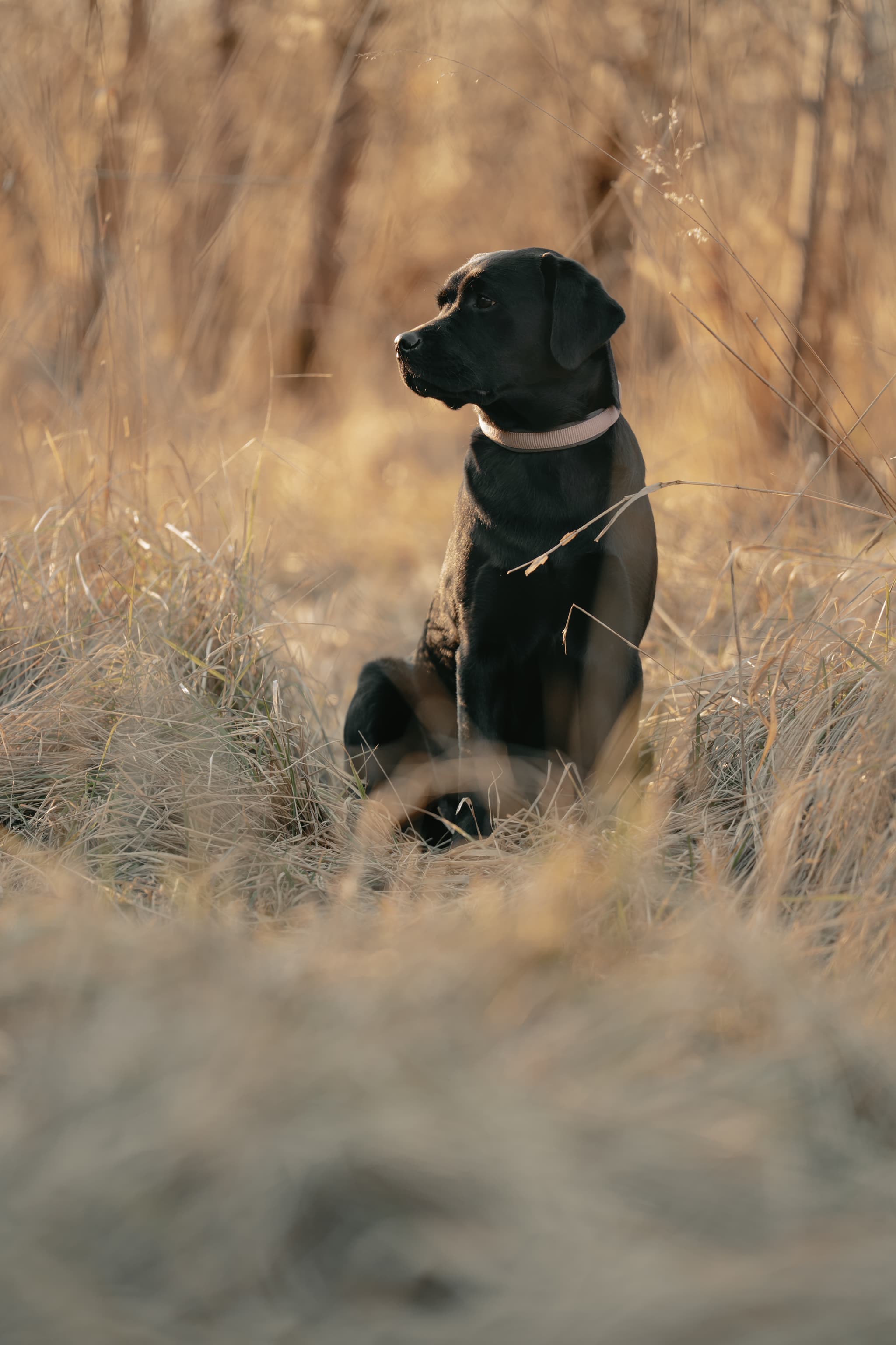 Hundefoto – Aufnahme 13