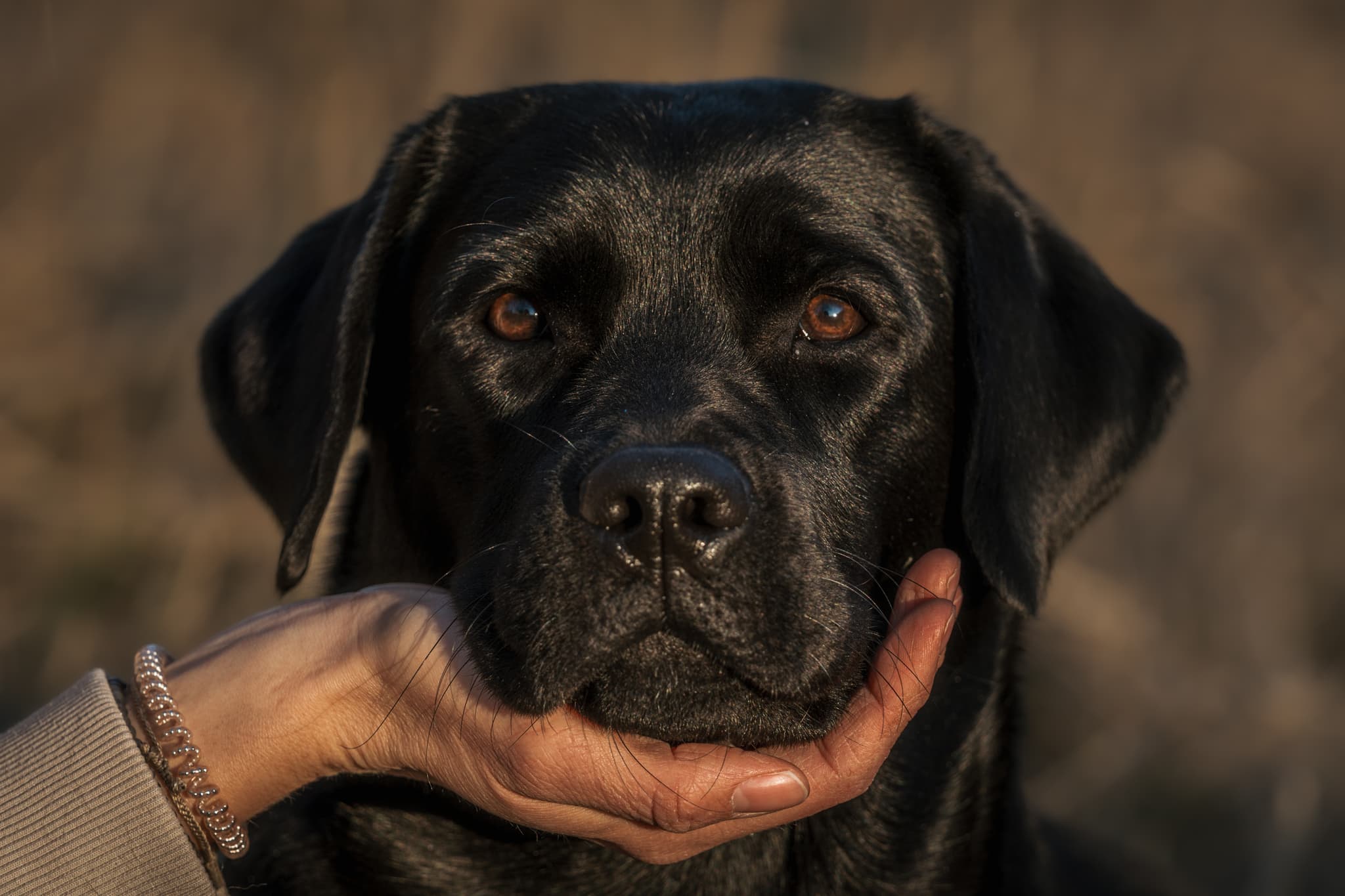 Hundefoto – Aufnahme 14
