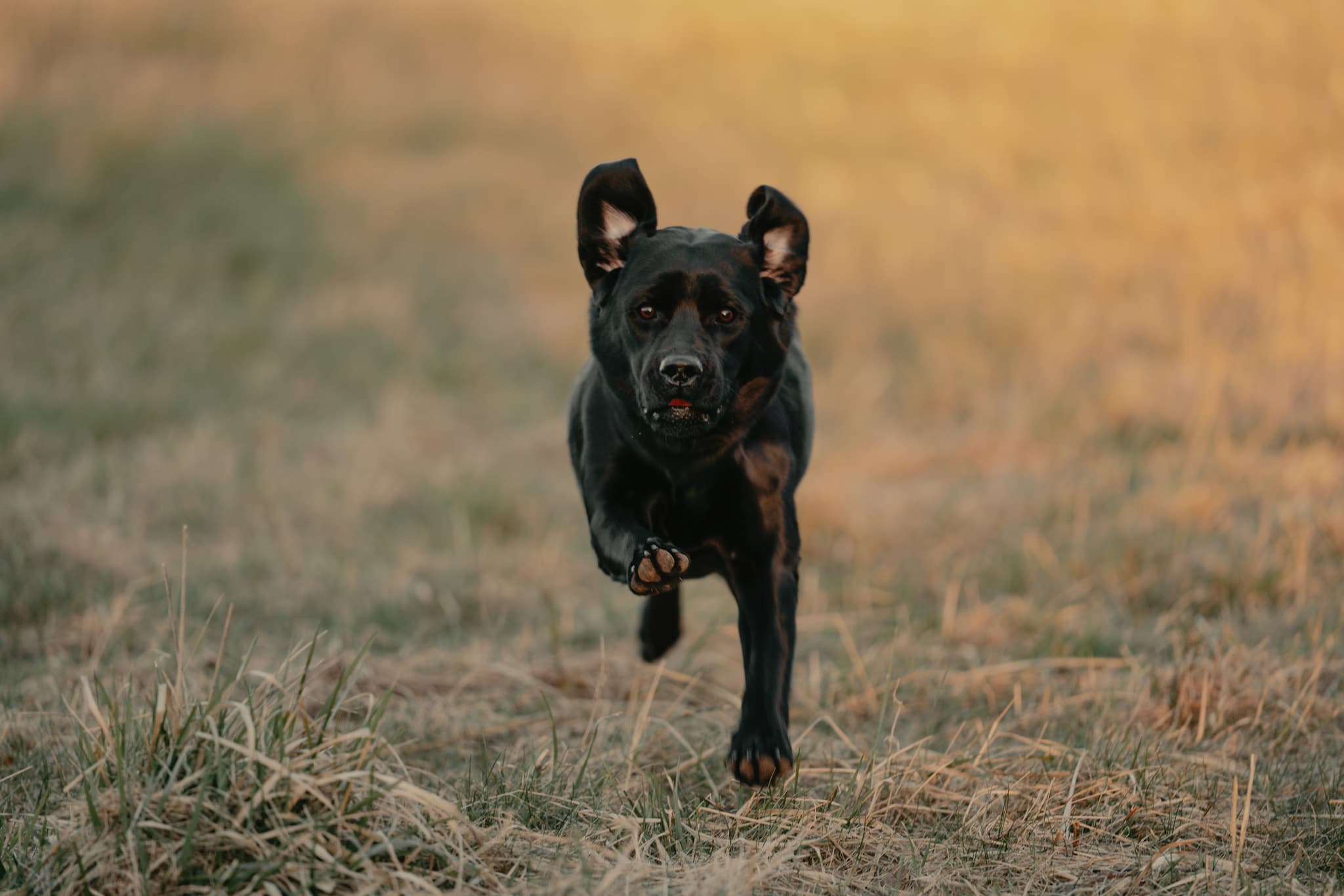Hundefoto – Aufnahme 16