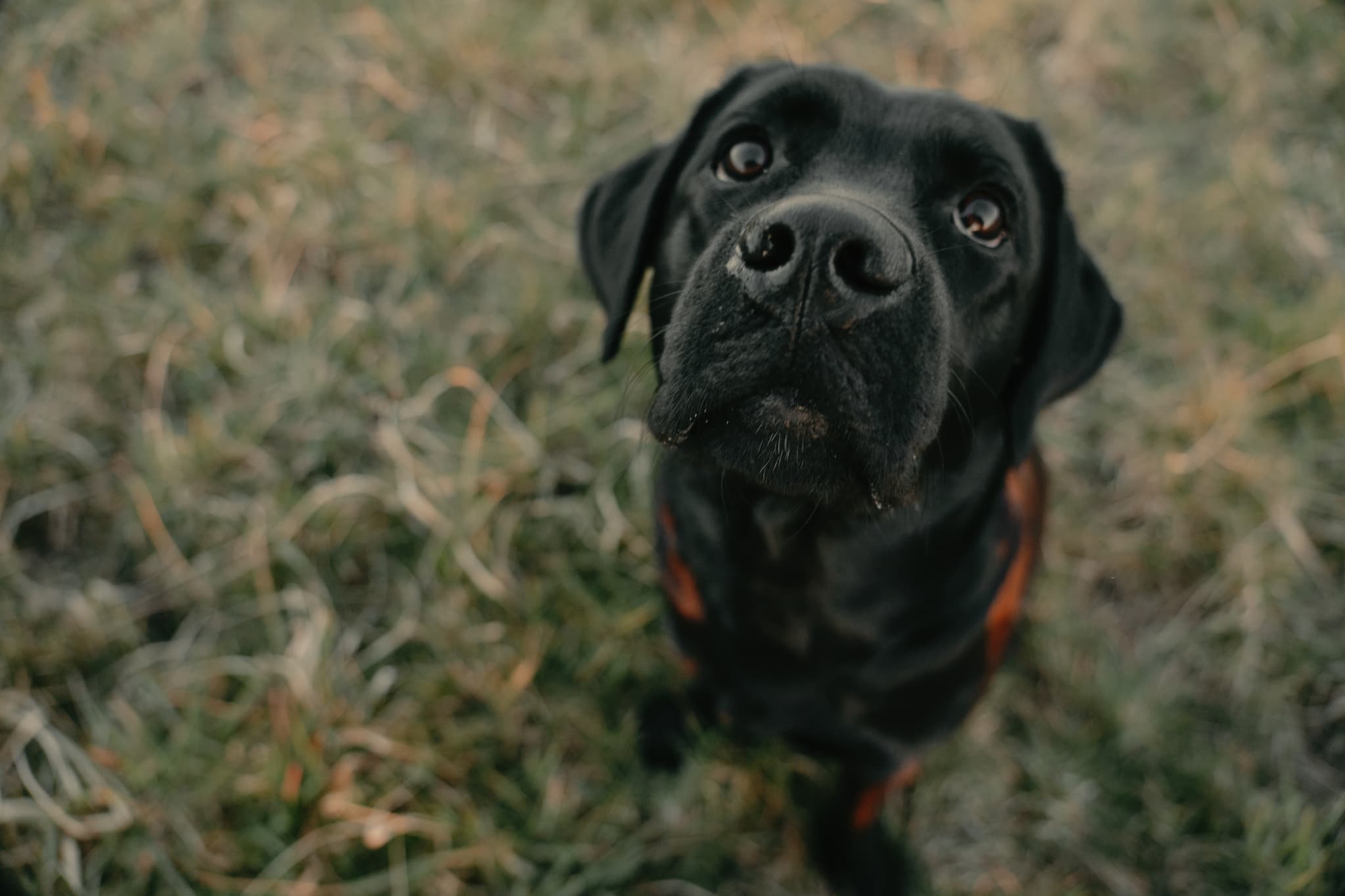 Hundefoto – Aufnahme 22