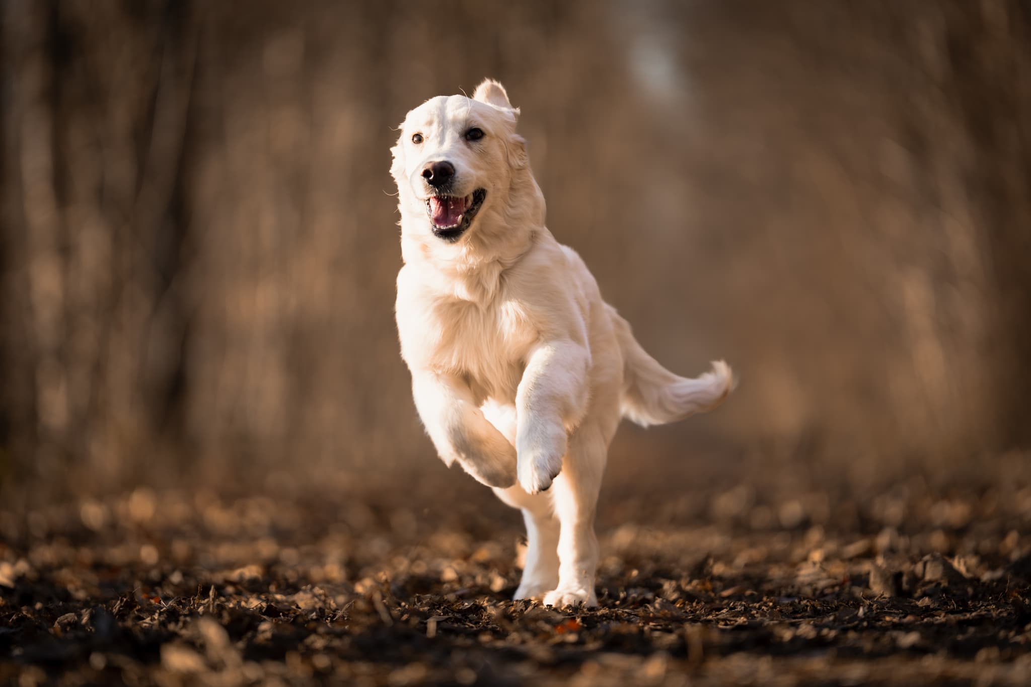 Hundefotoshooting Solingen, Hund springt freudig auf dem Waldweg