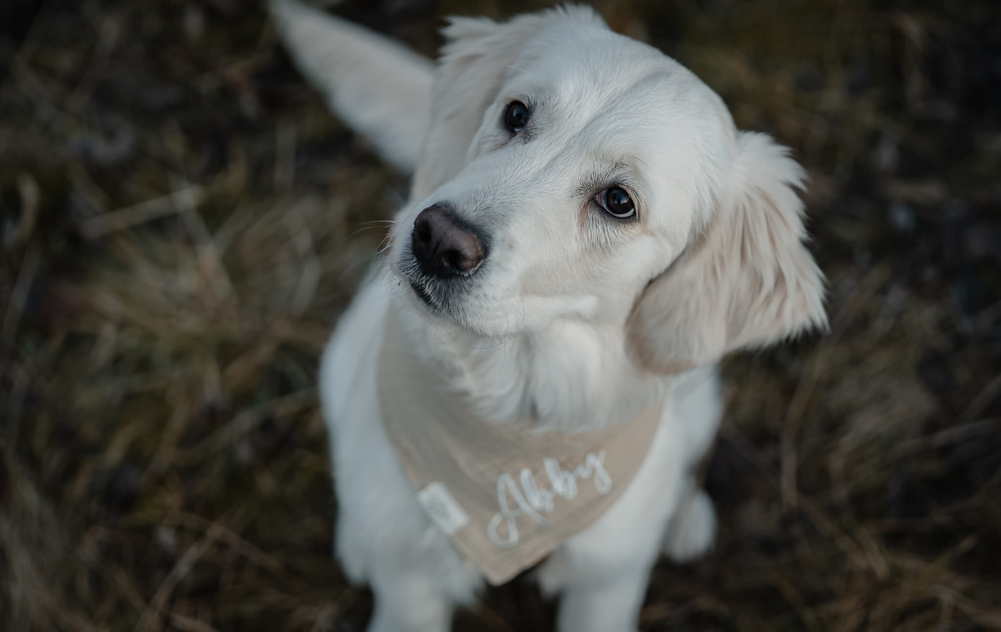 Hundefoto – Aufnahme 7