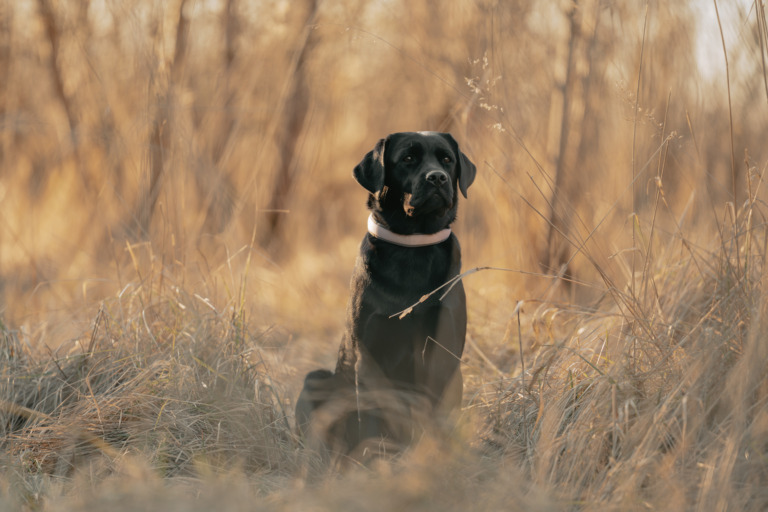 Hundeshooting, Hund sitzt in hohem Gras