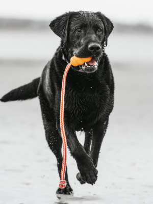 Hundeshooting, Hund am Strand
